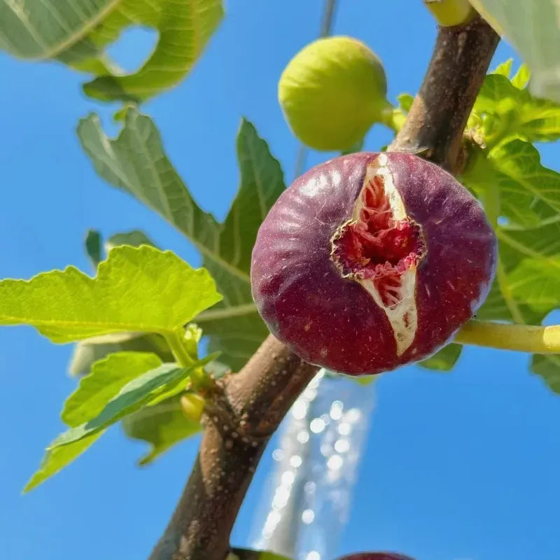 🍇 Figs – A Sweet Delight for Your Home Garden! 🍇