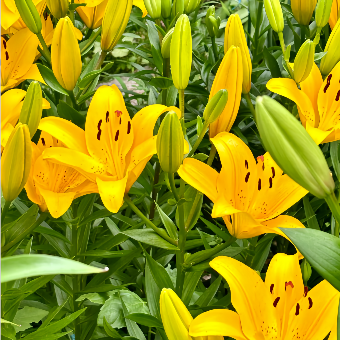 🌸 Double Petal Lily – Where Elegance Meets Fragrance
