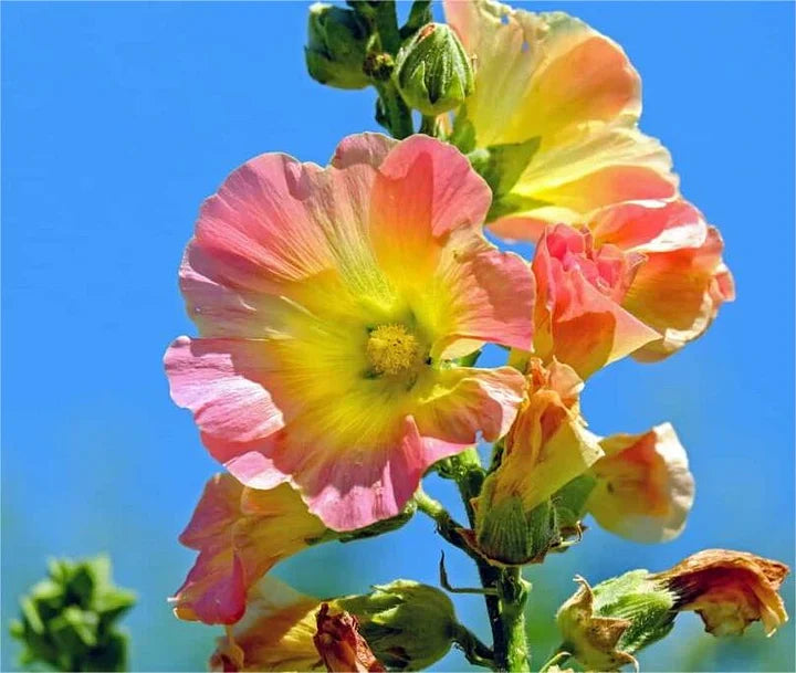 Hollyhock lcea Althea Rosea