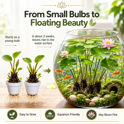 🌿🐟Grow Your Own Colorful Hydroponic Lotus! 🌸🔥 From Aquarium to Underwater Paradise!