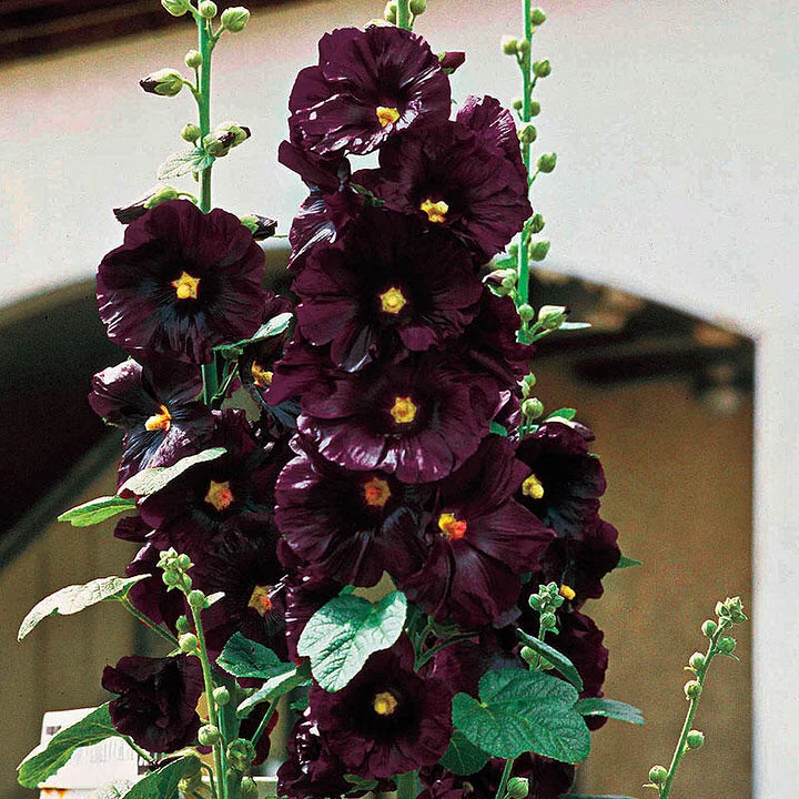 Alcea rosea 'Nigra'