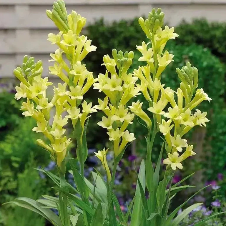 💖 Double Fragrant Tuberose 🌸🌙 A Garden Favorite for Romantic Evenings