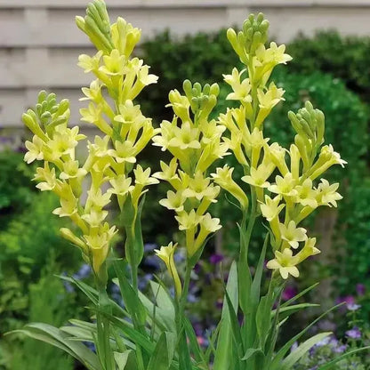 💖 Double Fragrant Tuberose 🌸🌙 A Garden Favorite for Romantic Evenings