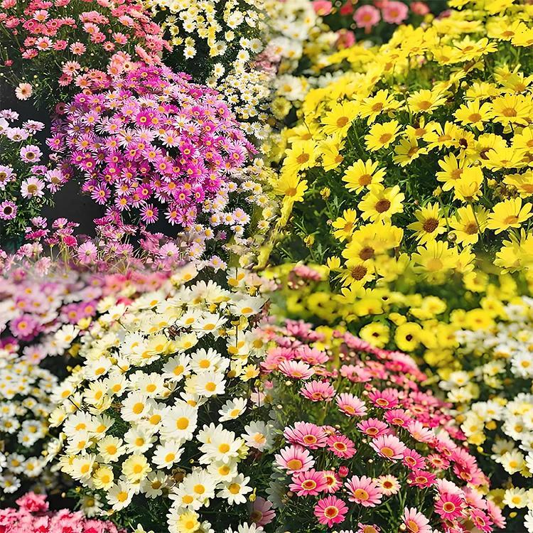 ❌️🦟Mixed Color Pyrethrum Daisies for a Healthier Garden 🌸