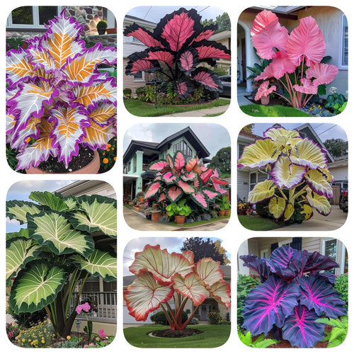 🌿✨Giant Caladium Bulbs 🎊The color wizard that creates a dream garden 🌈