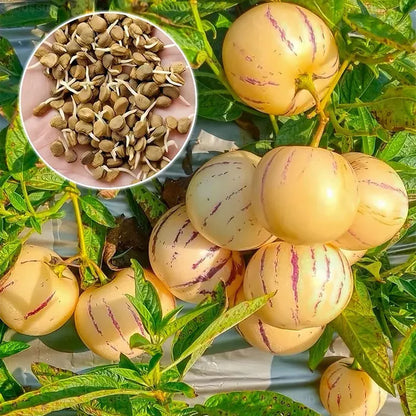 🍈 Pepino Melon Seeds🍐-Exotic Fruit, Ginseng Fruit Seeds