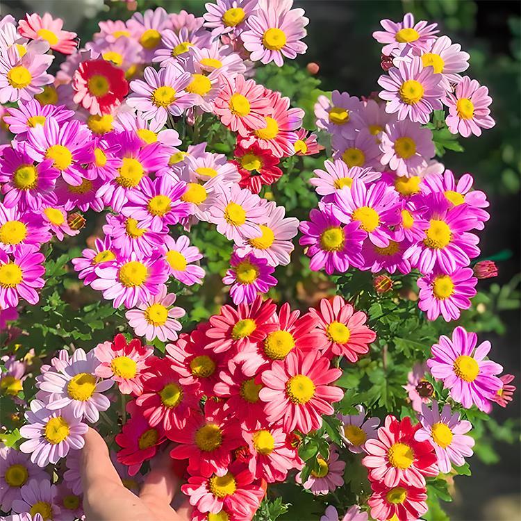 ❌️🦟Mixed Color Pyrethrum Daisies for a Healthier Garden 🌸