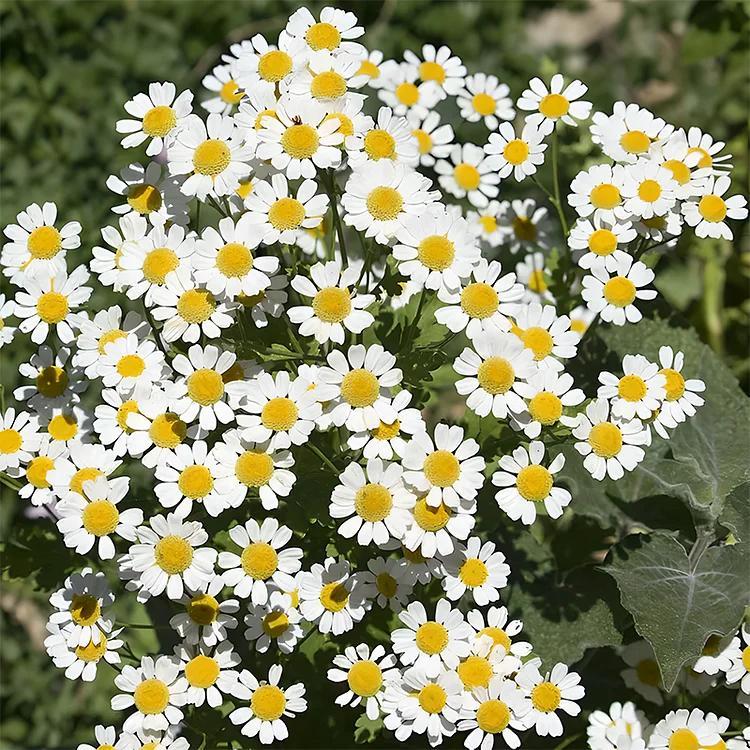 ❌️🦟Mixed Color Pyrethrum Daisies for a Healthier Garden 🌸