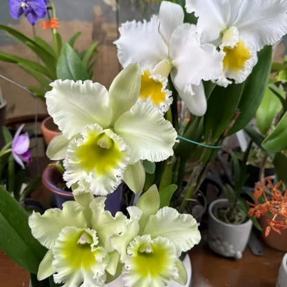 💐 Magical Calanthe Seeds · Temporary Special Offer!
