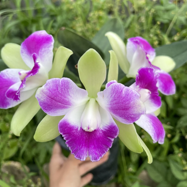 💐 Magical Calanthe Seeds · Temporary Special Offer!