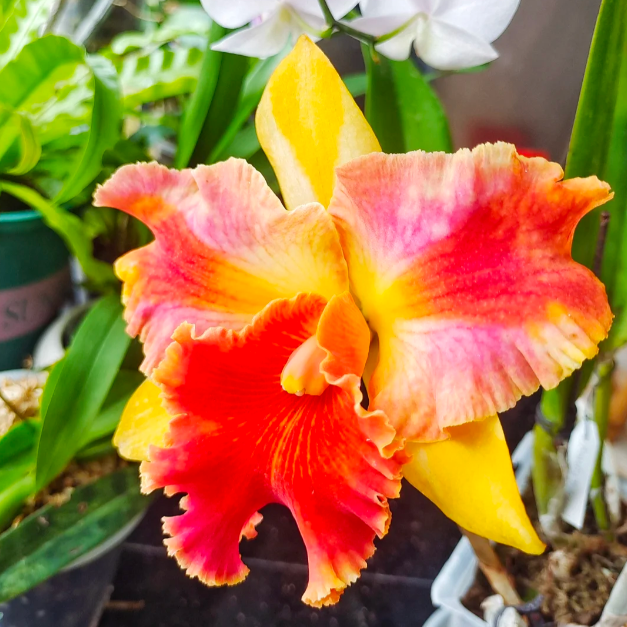 💐 Magical Calanthe Seeds · Temporary Special Offer!