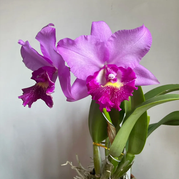 💐 Magical Calanthe Seeds · Temporary Special Offer!
