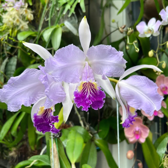 💐 Magical Calanthe Seeds · Temporary Special Offer!