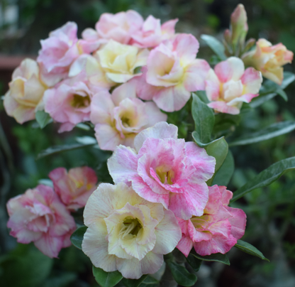 🌵 Desert Rose Bulbs - An Exotic Gem for Your Garden🌸