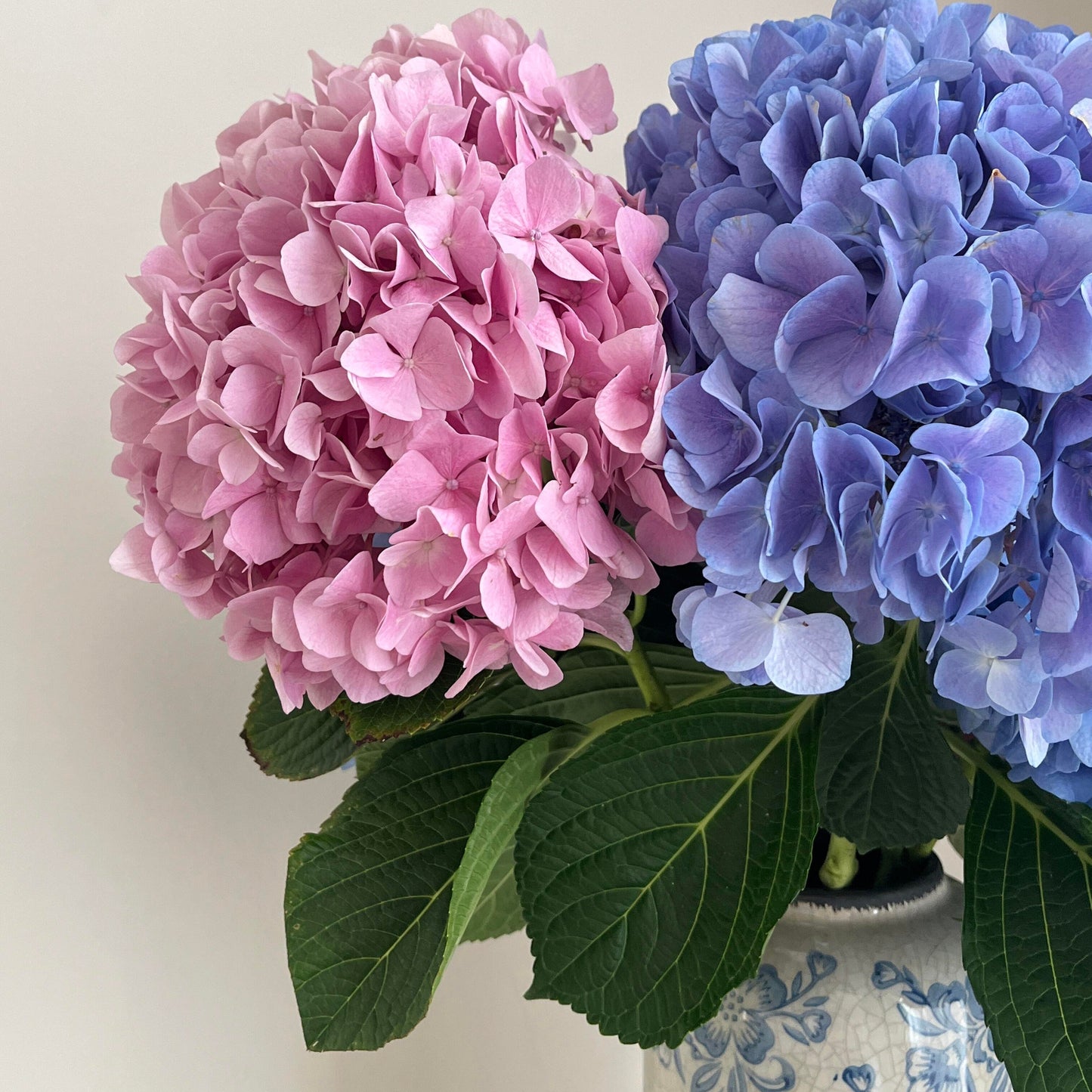 🌈Premium Hydrangea Seeds – Grow Stunning Color-Changing Bloom Garden