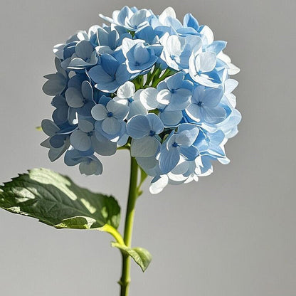 🌈Premium Hydrangea Seeds – Grow Stunning Color-Changing Bloom Garden