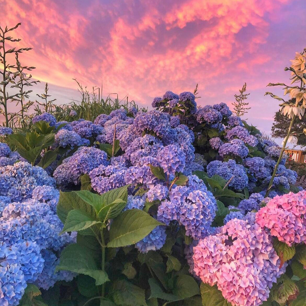 🌈Premium Hydrangea Seeds – Grow Stunning Color-Changing Bloom Garden