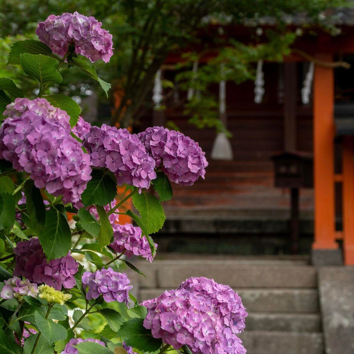 🌈Premium Hydrangea Seeds – Grow Stunning Color-Changing Bloom Garden