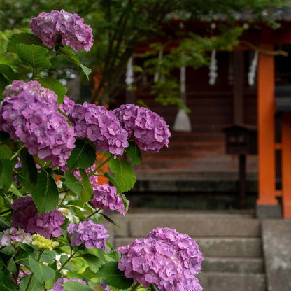 🌈Premium Hydrangea Seeds – Grow Stunning Color-Changing Bloom Garden