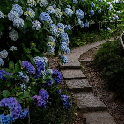 🌈Premium Hydrangea Seeds – Grow Stunning Color-Changing Bloom Garden