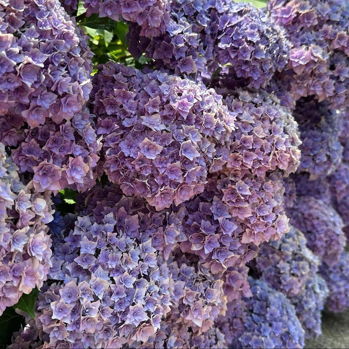 🌈Premium Hydrangea Seeds – Grow Stunning Color-Changing Bloom Garden
