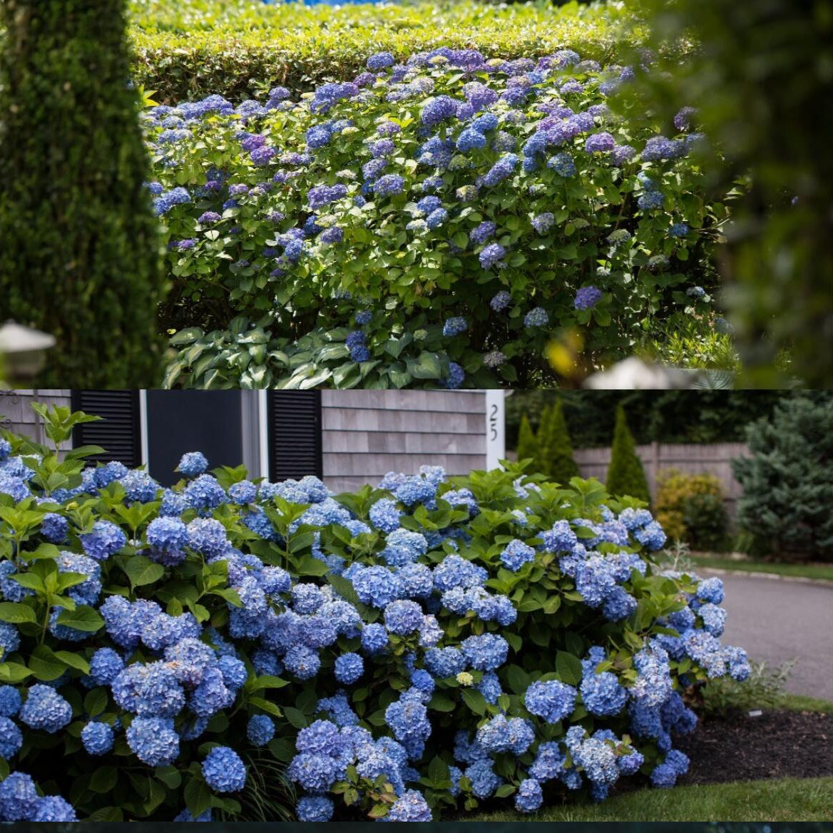 🌈Premium Hydrangea Seeds – Grow Stunning Color-Changing Bloom Garden