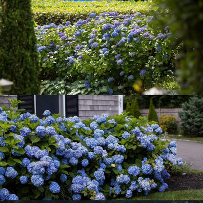 🌈Premium Hydrangea Seeds – Grow Stunning Color-Changing Bloom Garden