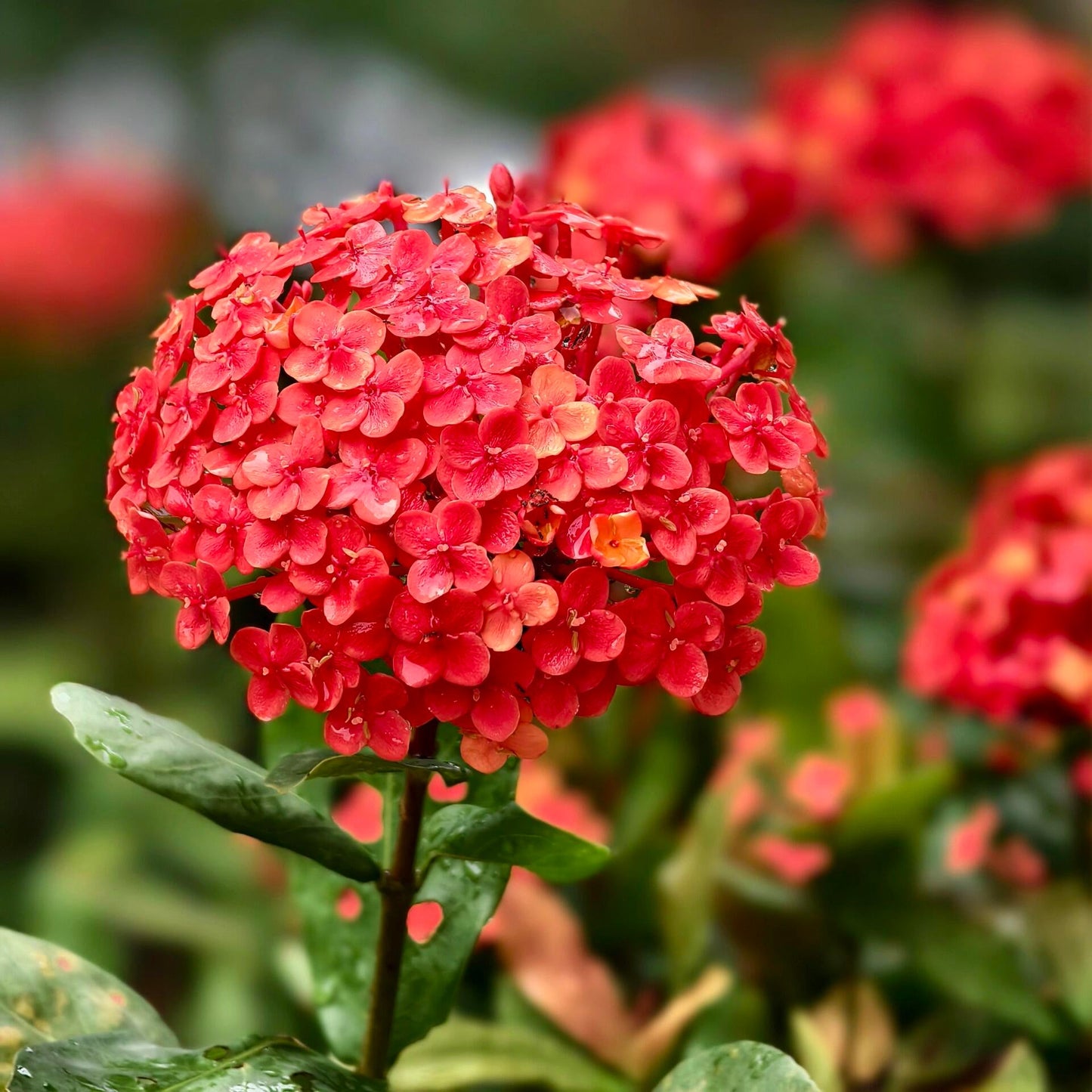 🌈Premium Hydrangea Seeds – Grow Stunning Color-Changing Bloom Garden