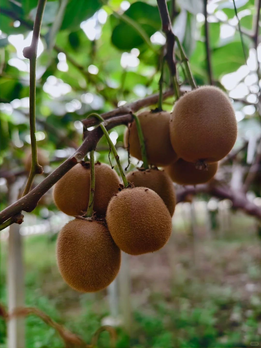 🥝 Grow Your Own Kiwi Fruit at Home