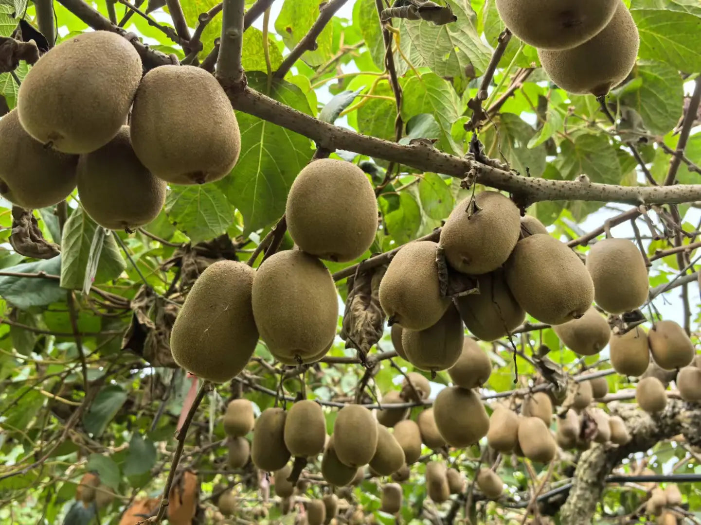 🥝 Grow Your Own Kiwi Fruit at Home