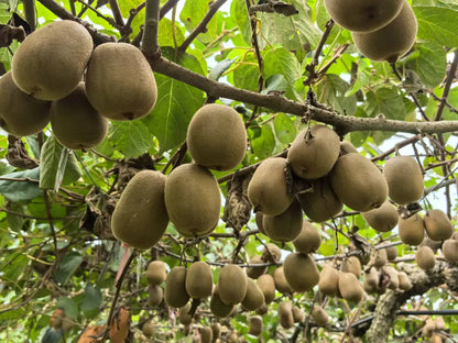 🥝 Grow Your Own Kiwi Fruit at Home
