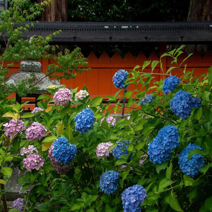🌈Premium Hydrangea Seeds – Grow Stunning Color-Changing Bloom Garden