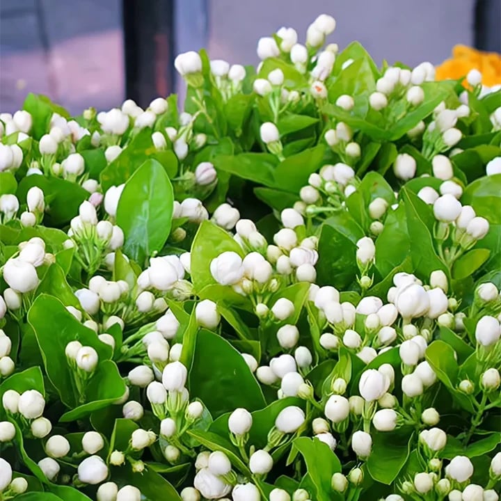 LAST DAY Promotion 49% OFF 🌸 Jasmine Potted Plant