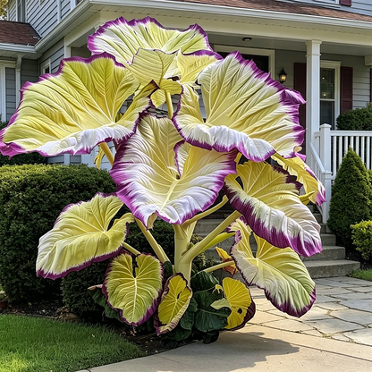 🌿Caladium Giganteum Bulbs 🌟The tropical star of your garden