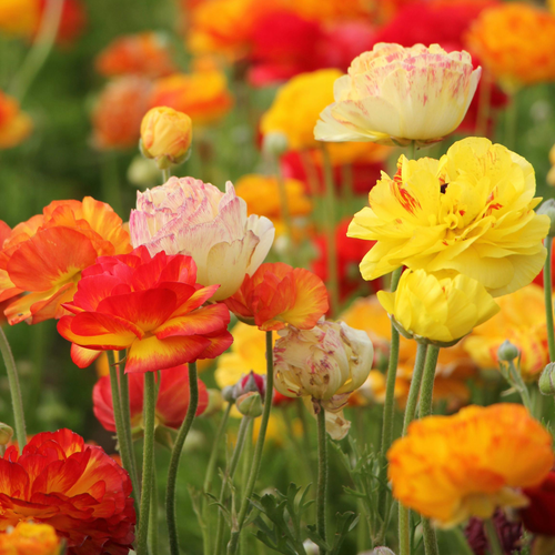 🌸Ranunculus Seeds – 💜Grow Elegant, Rose-Like Blooms in Your Own Garden