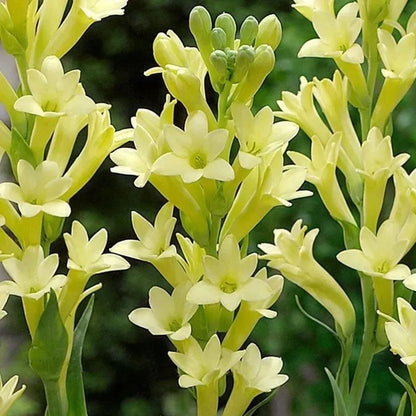 💖 Double Fragrant Tuberose 🌸🌙 A Garden Favorite for Romantic Evenings