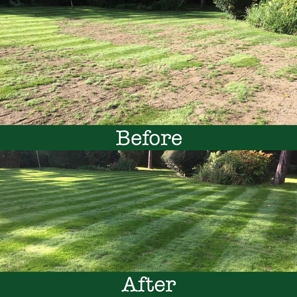 🌿🌿Four Seasons Evergreen Dwarf Grass Seeds – Your Lawn’s New Best Friend☀️