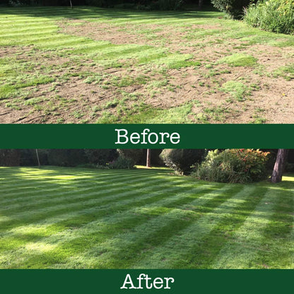 🌿🌿Four Seasons Evergreen Dwarf Grass Seeds – Your Lawn’s New Best Friend☀️