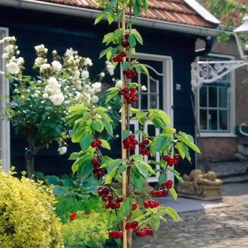 𝜗𝜚🍒ᝰ.ᐟStar your garden with premium Chilean Cherry Seeds for healthy growth and consistent yields 🌿
