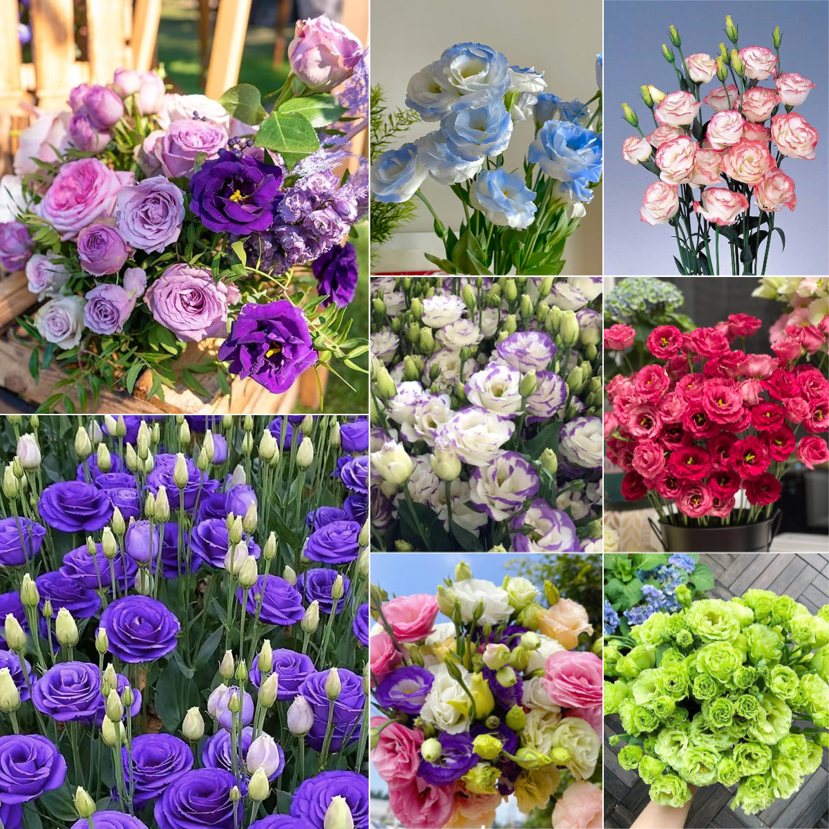 🌷Lisianthus Seeds - Blooming Elegance