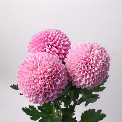 🌸Dahlia Seeds – Grow Bold, Full Blooms That Transform Your Garden