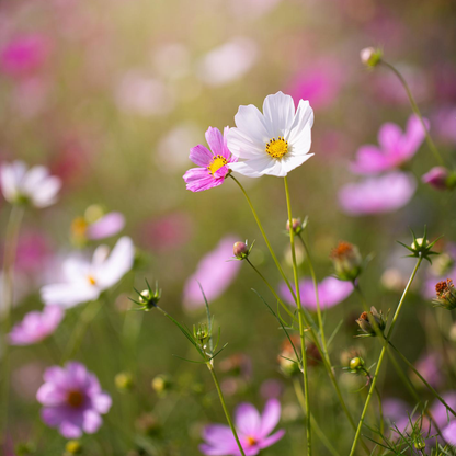 Cosmos Seeds – Grow Effortless Wildflower Beauty in Your Garden