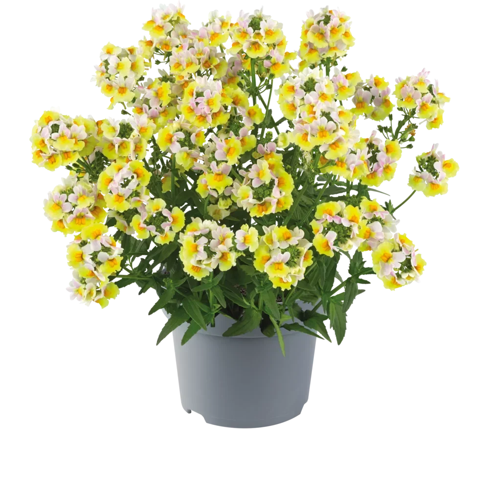 Nemesia ‘Sincere Love’❤️ – Easy-to-Grow, Fragrant Blooms Perfect for Borders, Pots & Pollinator Gardens🔥🔥