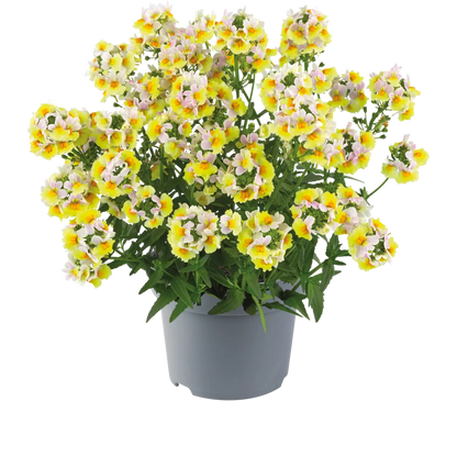 Nemesia ‘Sincere Love’❤️ – Easy-to-Grow, Fragrant Blooms Perfect for Borders, Pots & Pollinator Gardens🔥🔥