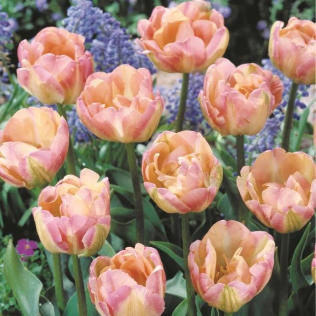 Tulip Seeds – Grow a Stunning Spring Garden Full of Color
