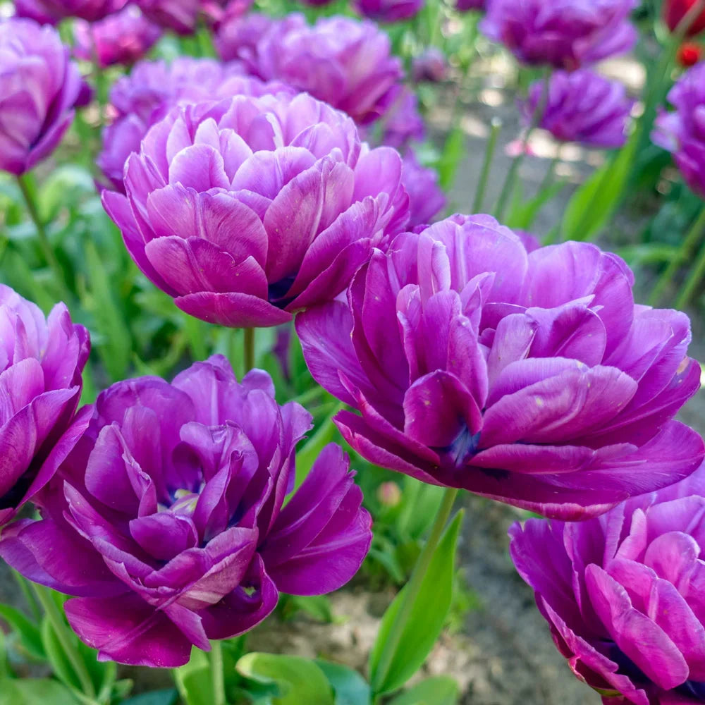 Tulip Seeds – Grow a Stunning Spring Garden Full of Color