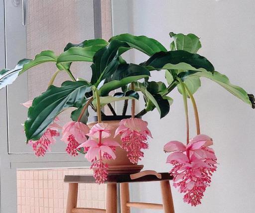 🌸Medinilla Magnifica Flower Seeds🪴