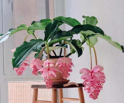 🌸Medinilla Magnifica Flower Seeds🪴