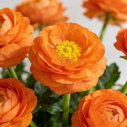 🌸 Grow Bouquet-Quality Flowers at Home with Ranunculus Bulbs 💐
