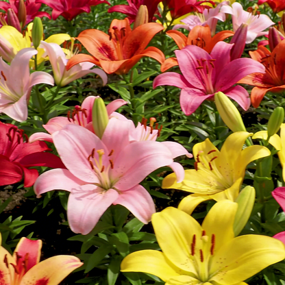 Lily Seeds – Grow Elegant, Timeless Blooms in Your Own Garden